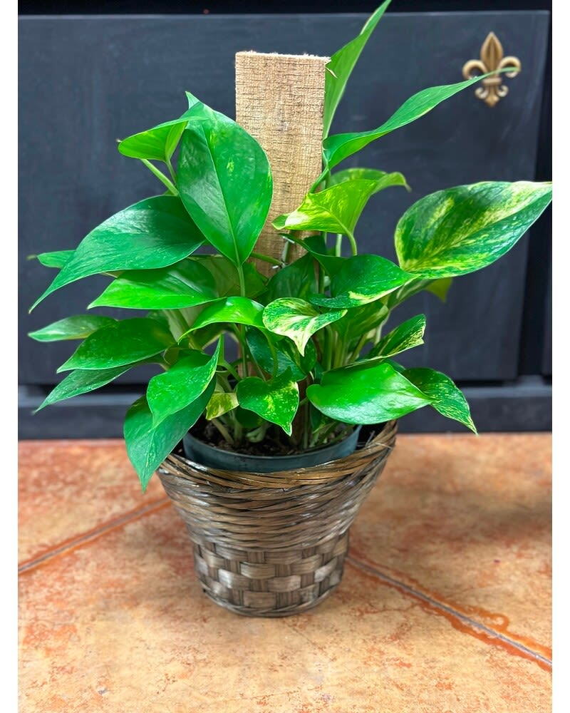 6" Pothos Pole in Basket Flower Bouquet