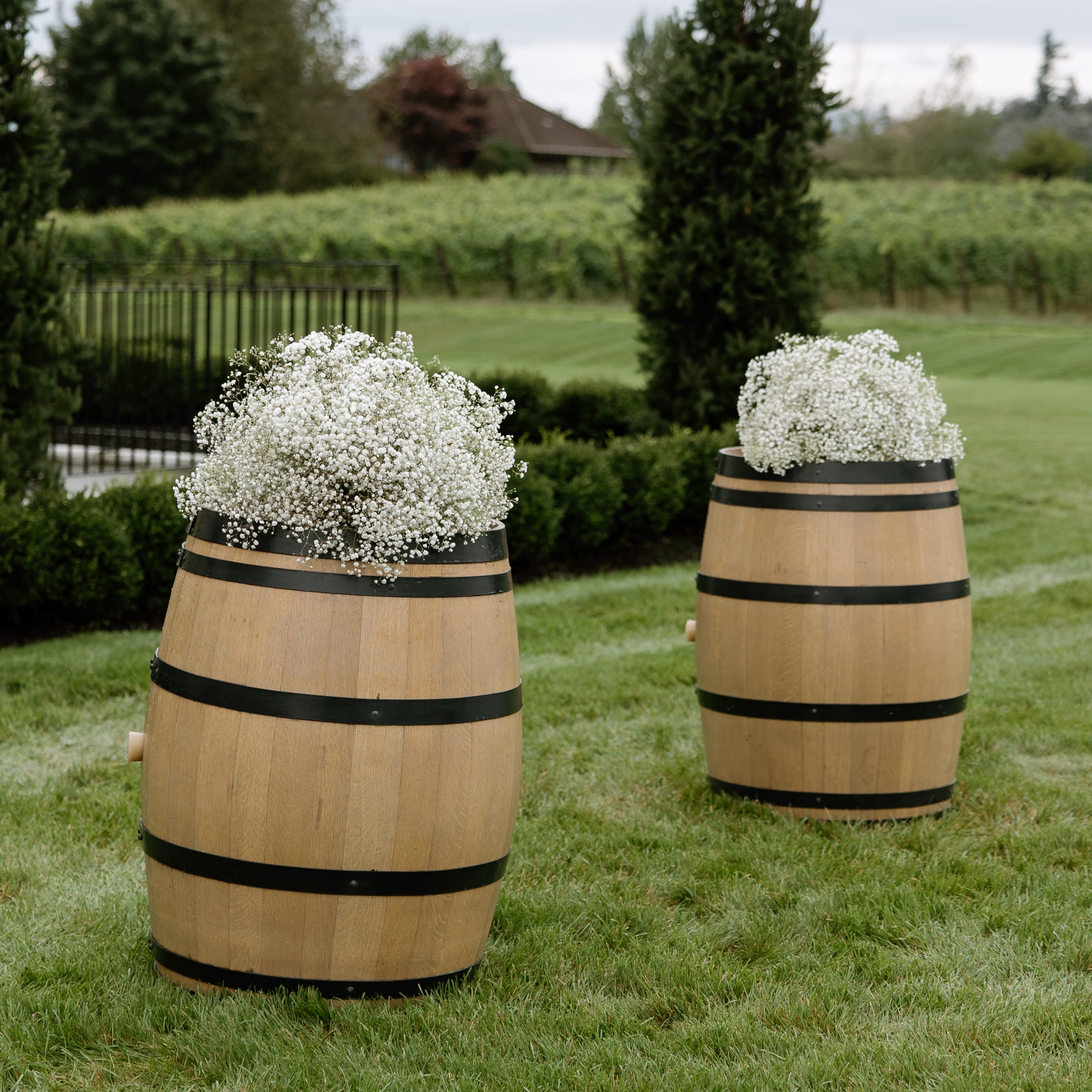 Babies Breath Globes