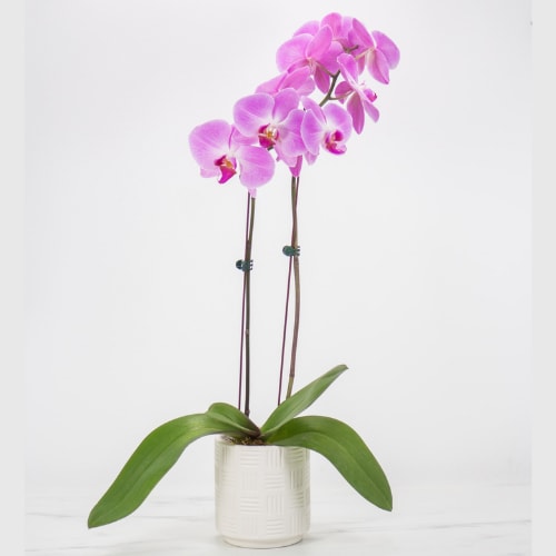 Orchid Plants
