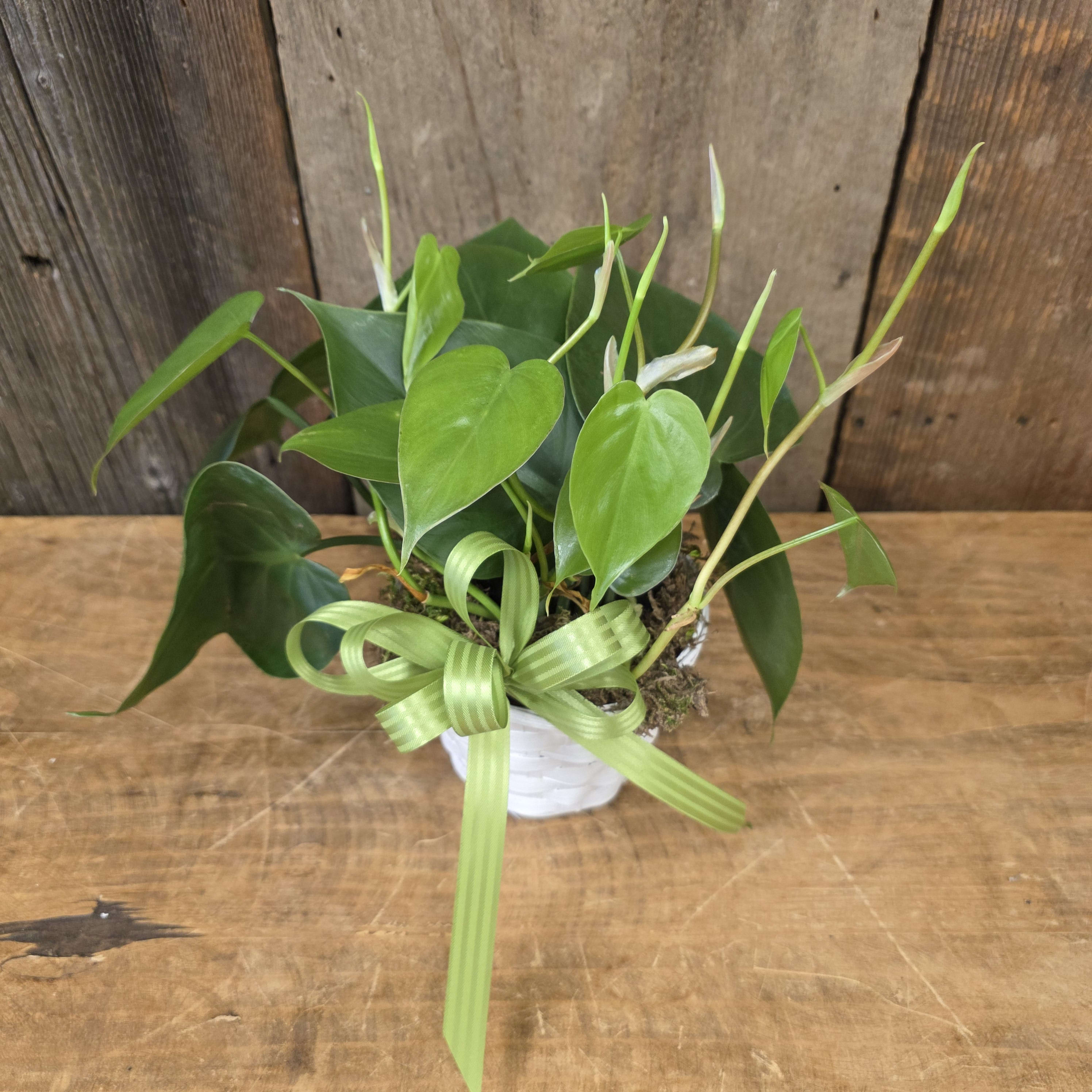 Green Plant Basket 4"
