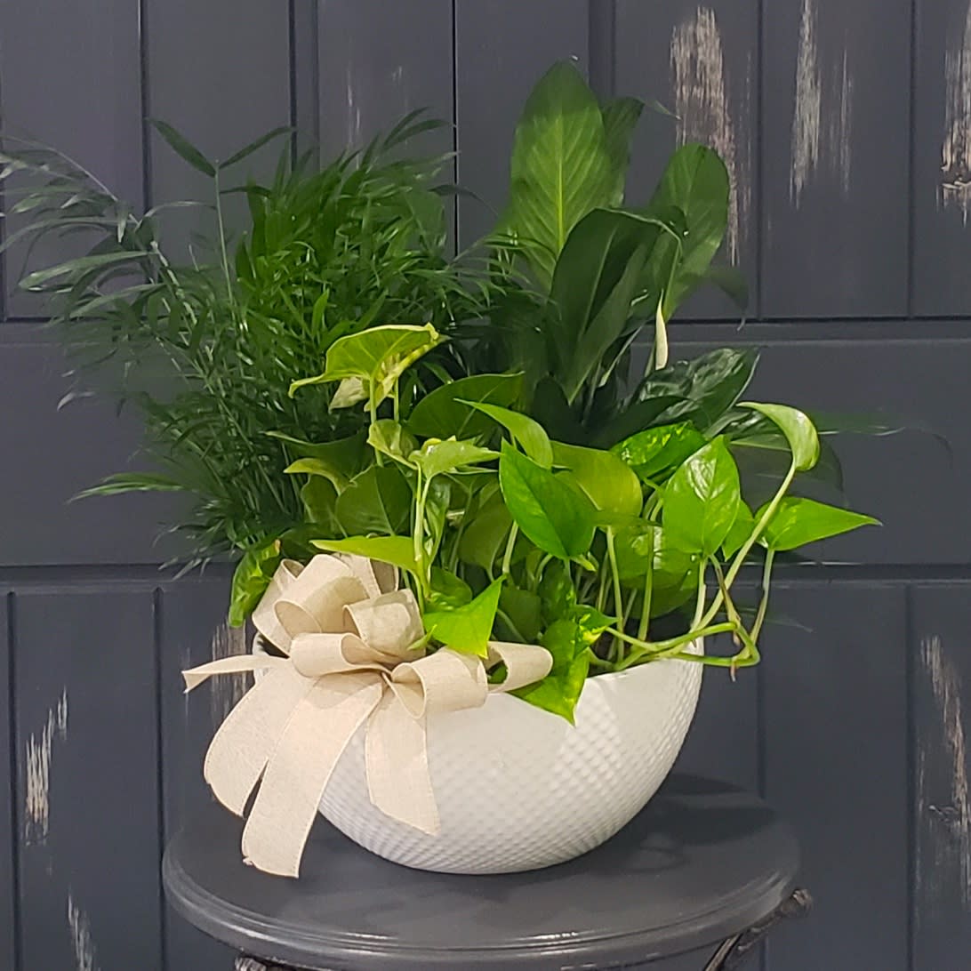 Premium White  Dish Garden