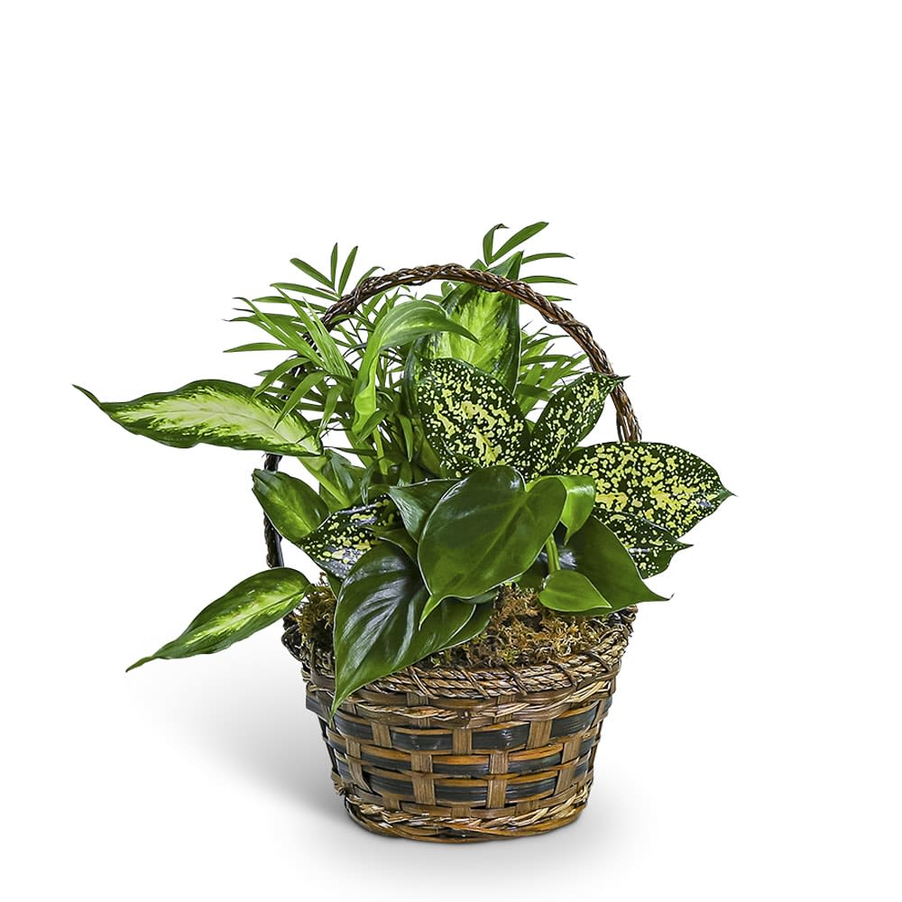 Tranquil Dish Garden in Basket Flower Bouquet