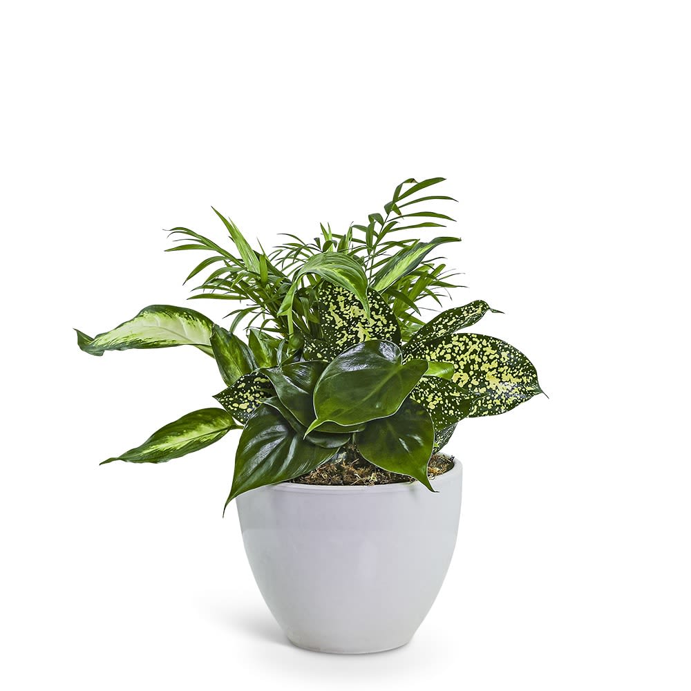 Serene Dish Garden Flower Bouquet