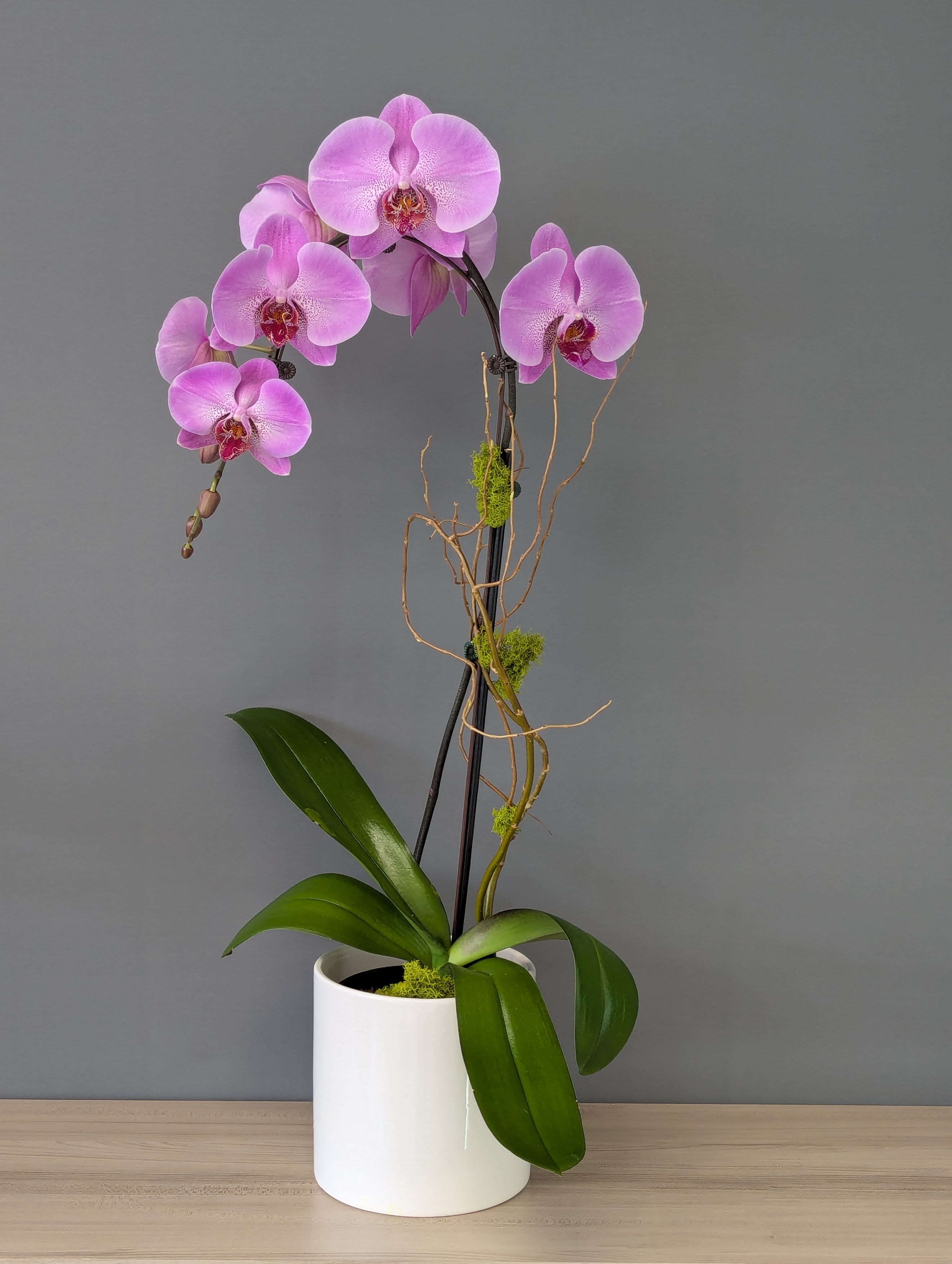 Single Stem 6" potted  Phalaenopsis Orchid