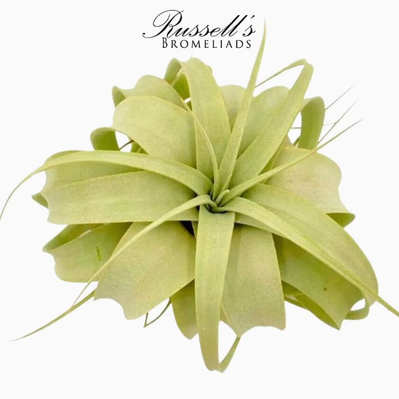 Air Plant Xerographica 5" - 7"