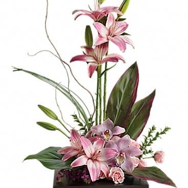 IMAGINATION BLOOMS DX