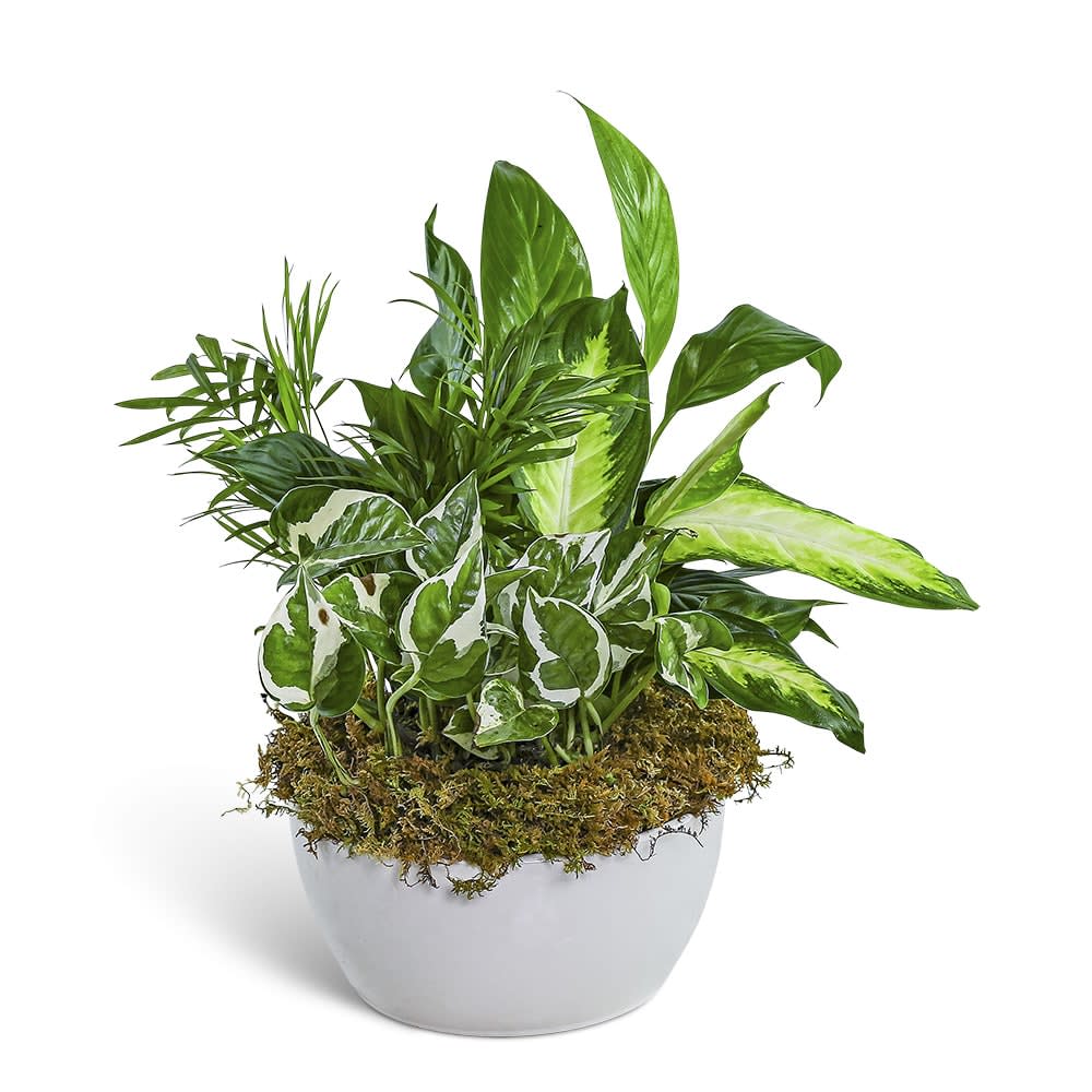 Zen Dish Garden Flower Bouquet