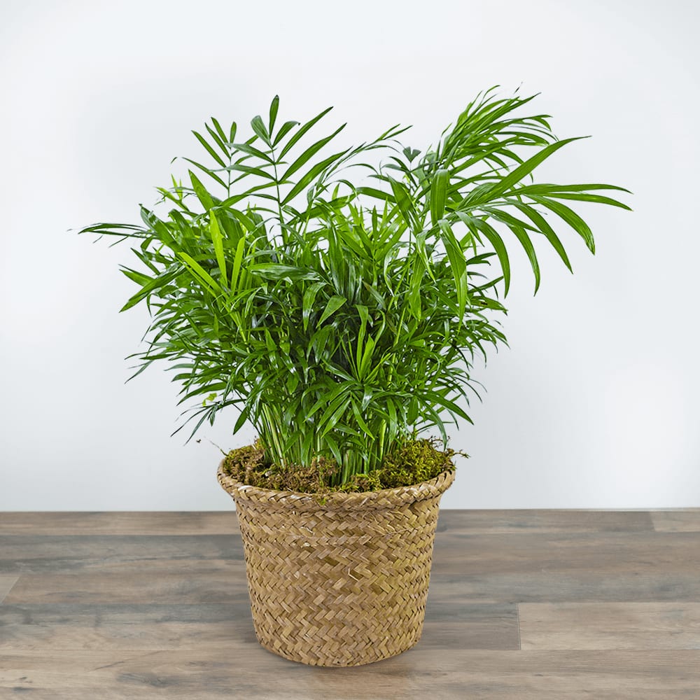 Palm Plant in Basket Flower Bouquet