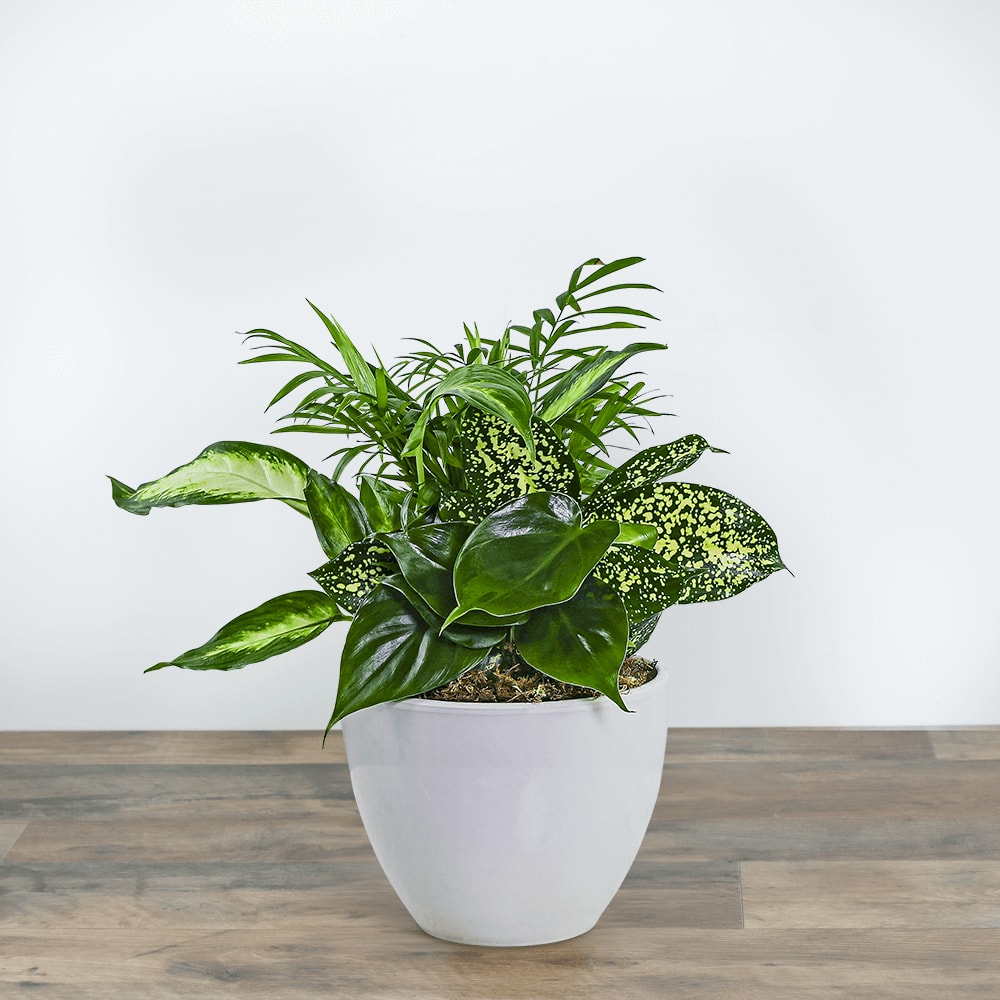 Serene Dish Garden Flower Bouquet