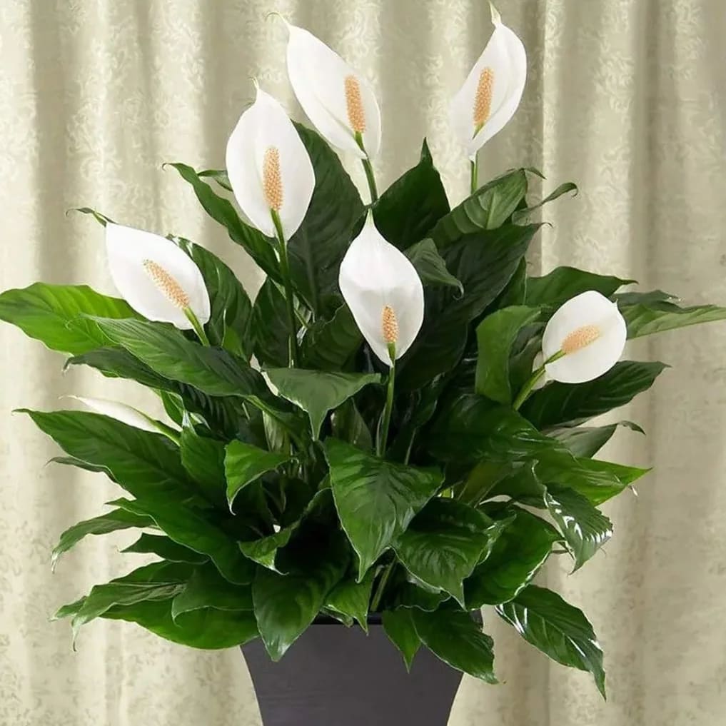 Peace Lily Flower Bouquet