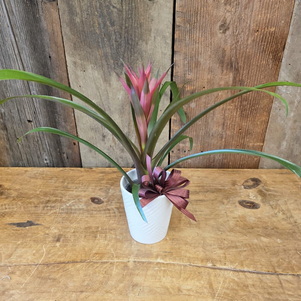 Bromeliad 4"