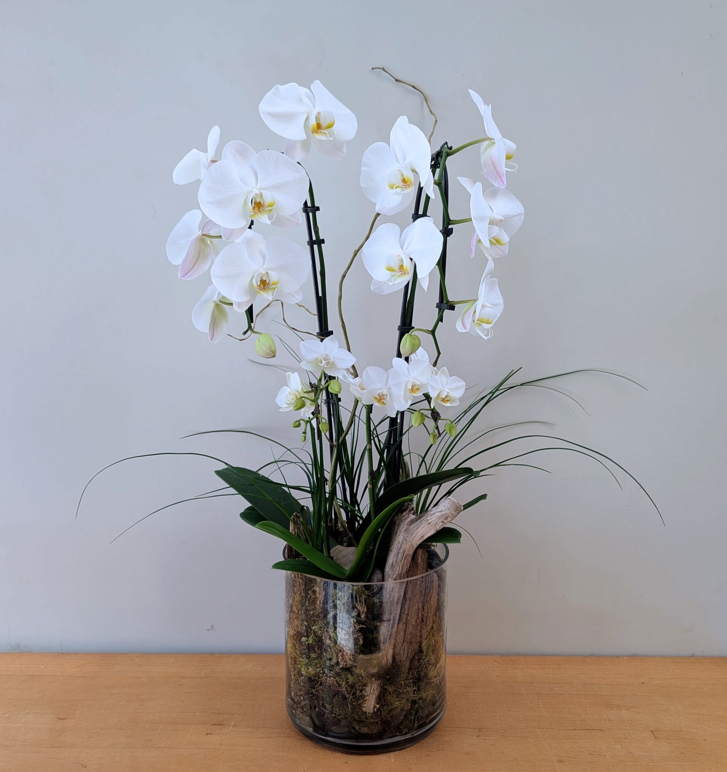 Lux Orchid Planter