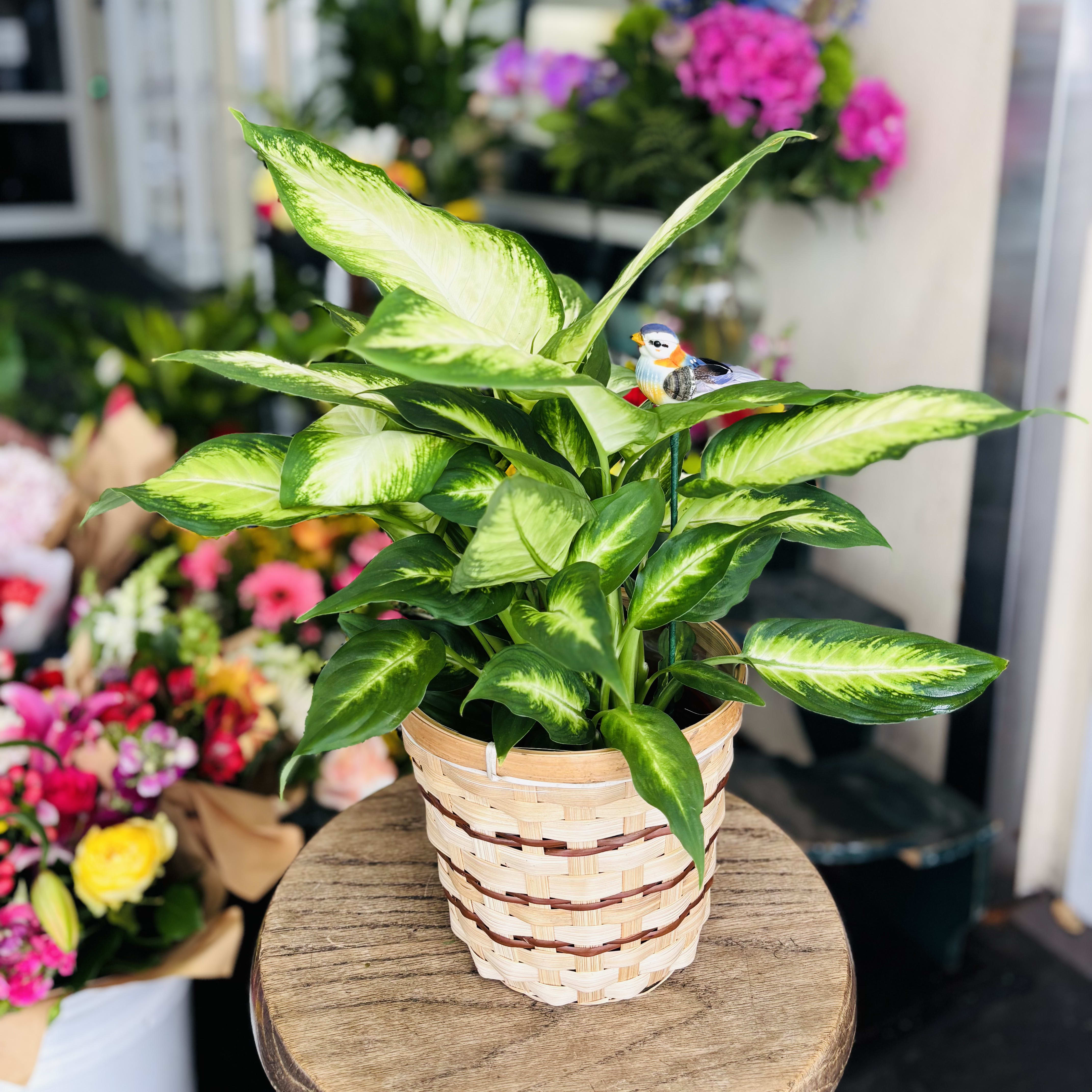 Dieffenbachia