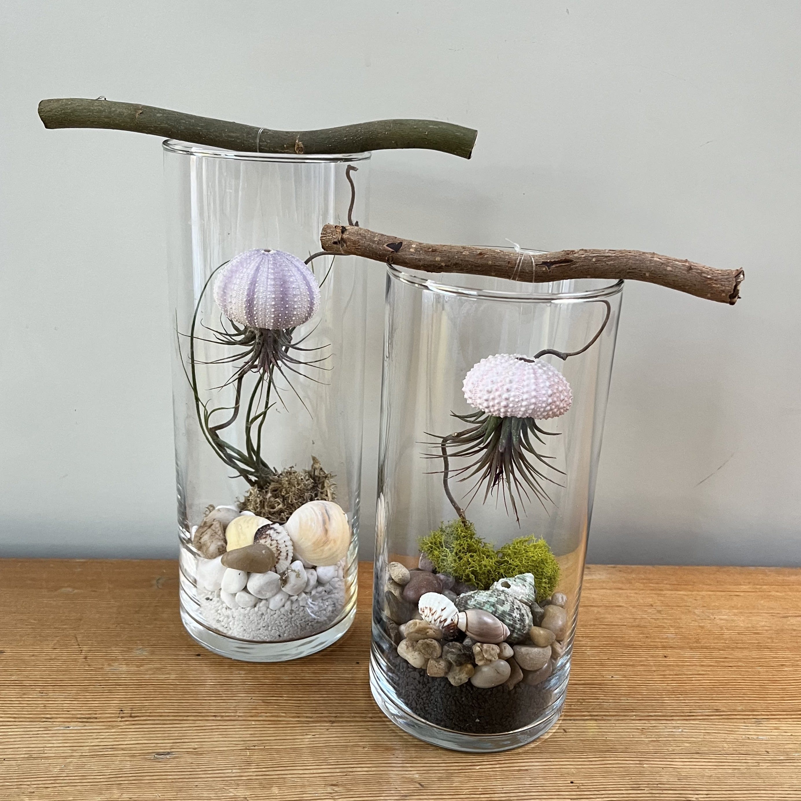 Anemone Cylinder Air Plant Terrarium