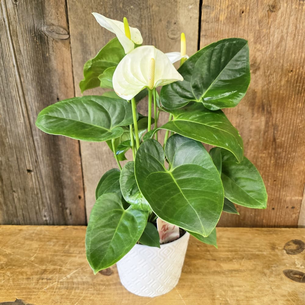 White Anthurium 5" Ceramic