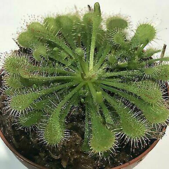 Sundew, Spoonleaf Carnivorous Plant