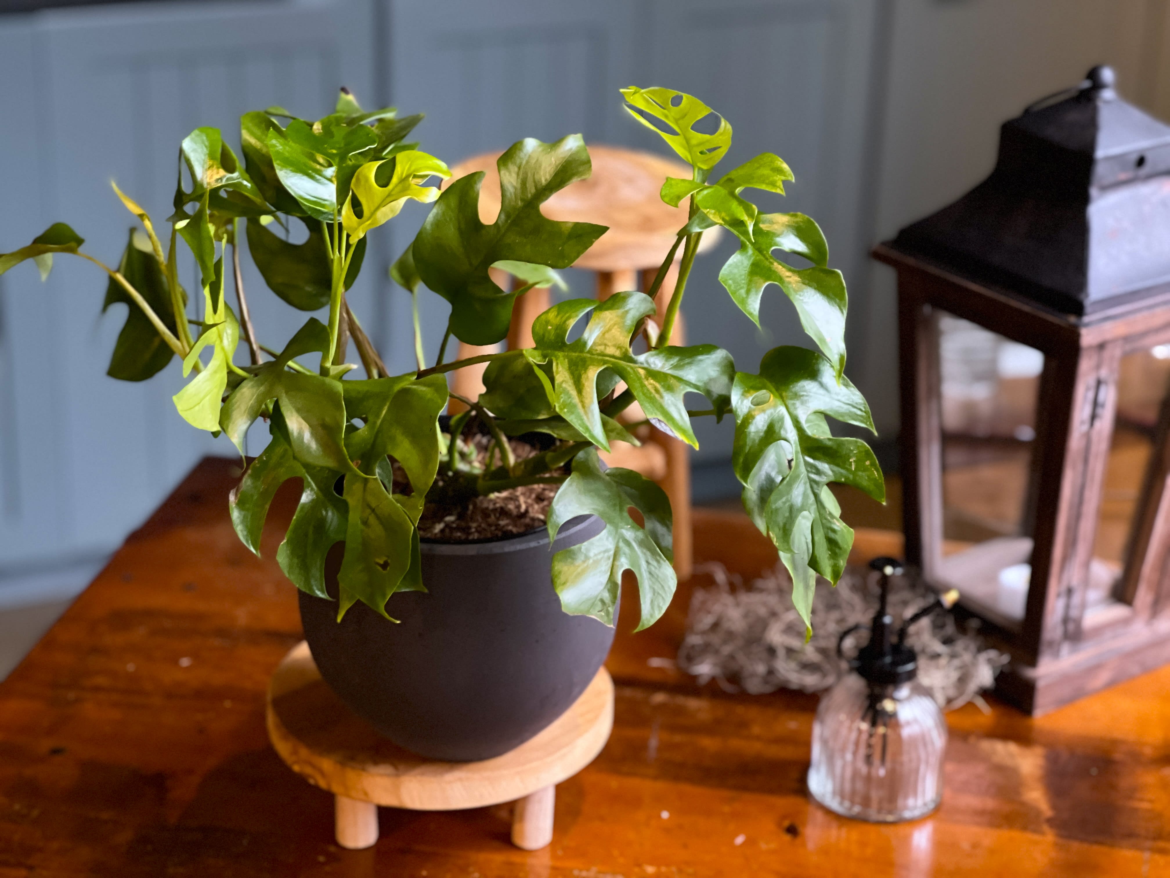 Monstera Sweet Cheese