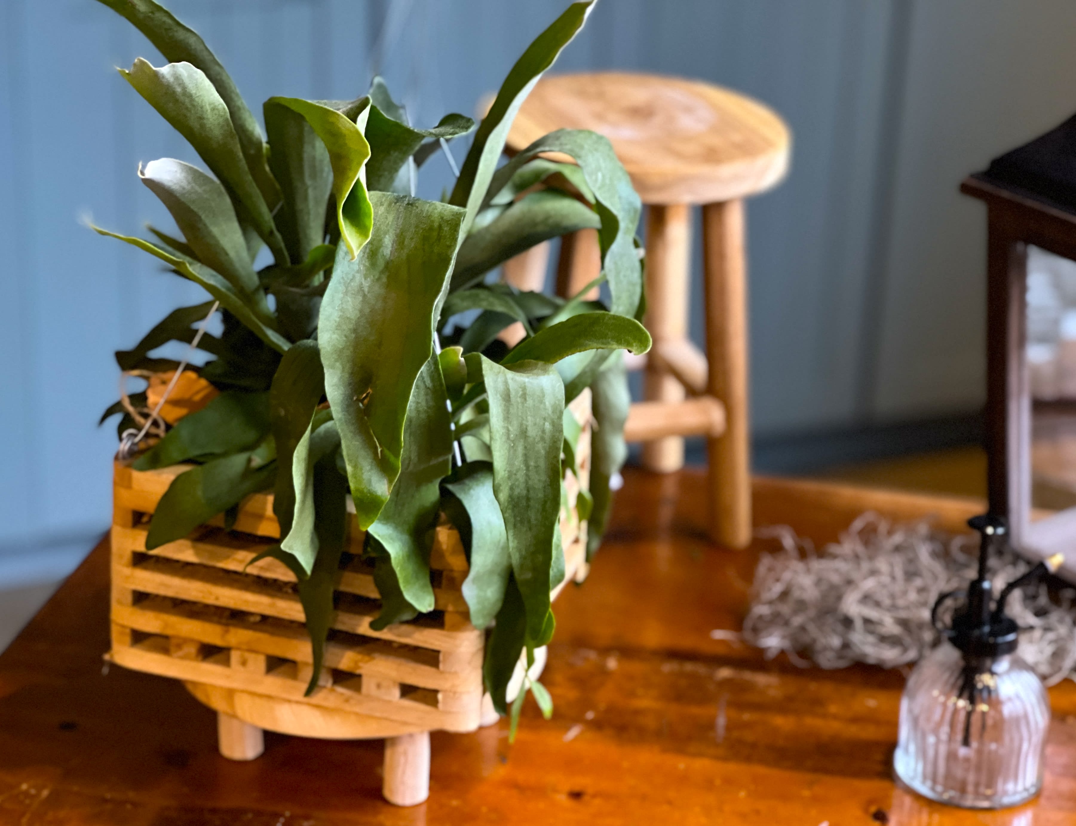 Hanging Wooden Staghorn Fern