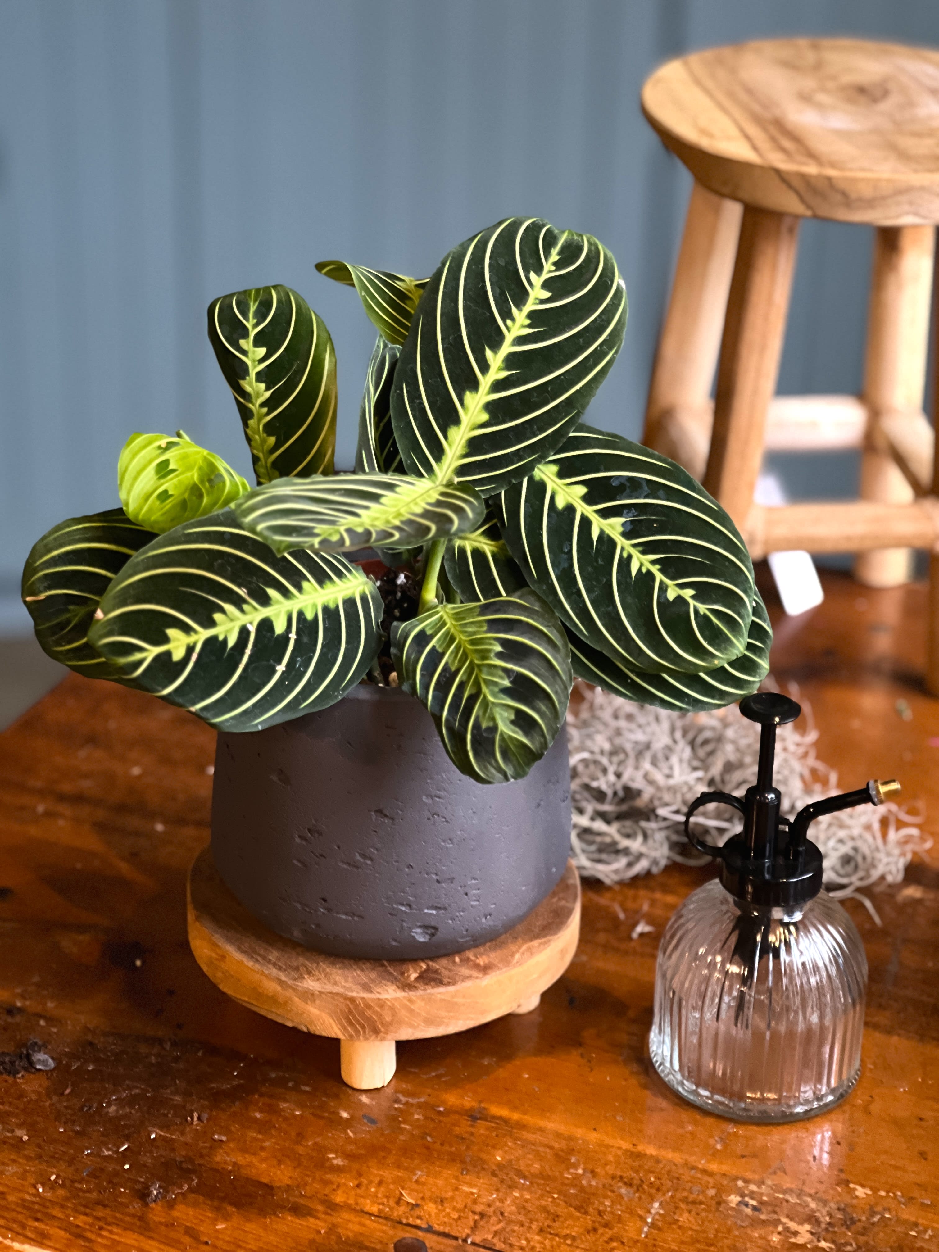 Mini Calathea