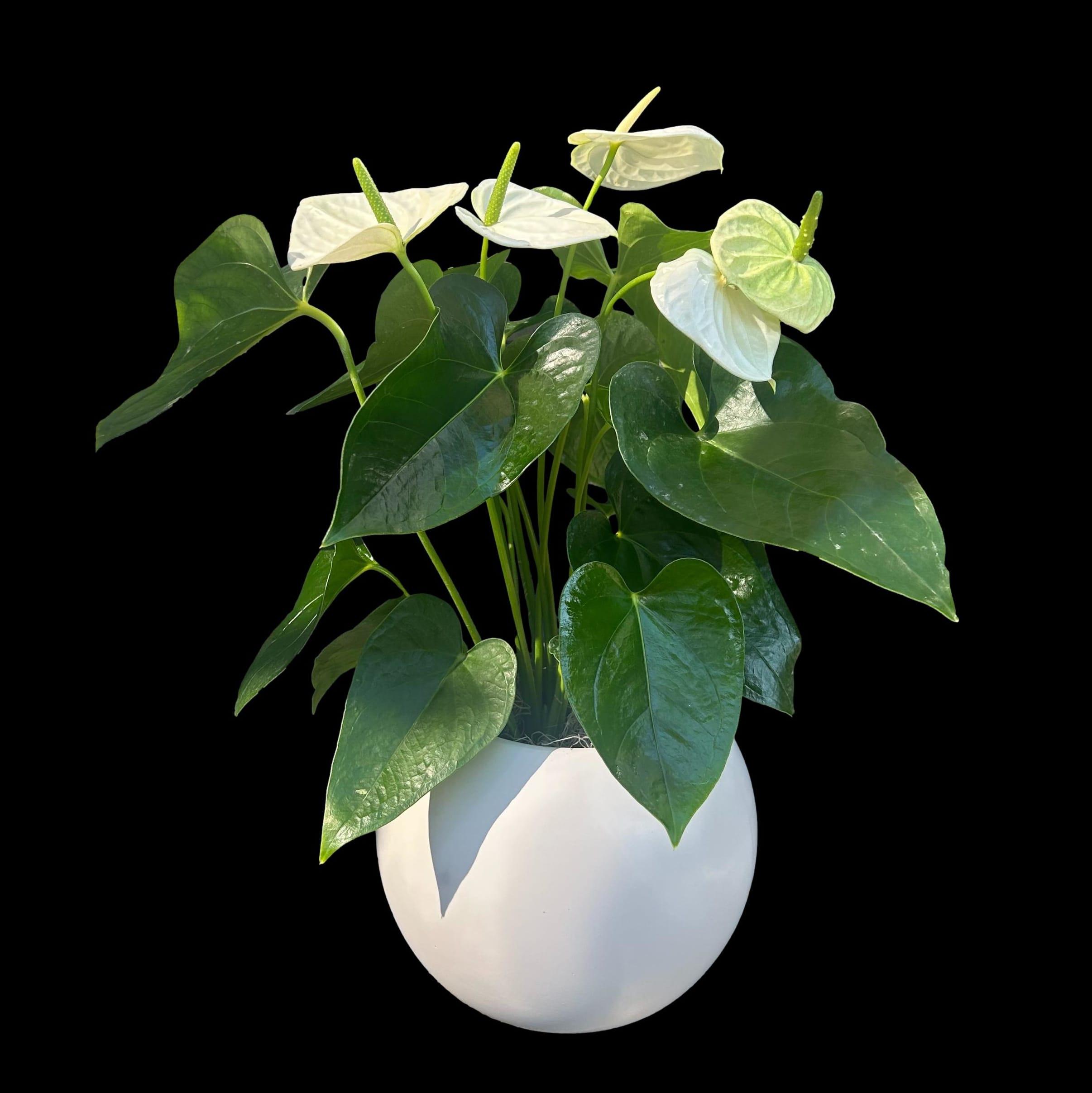 Globe Anthurium Planter