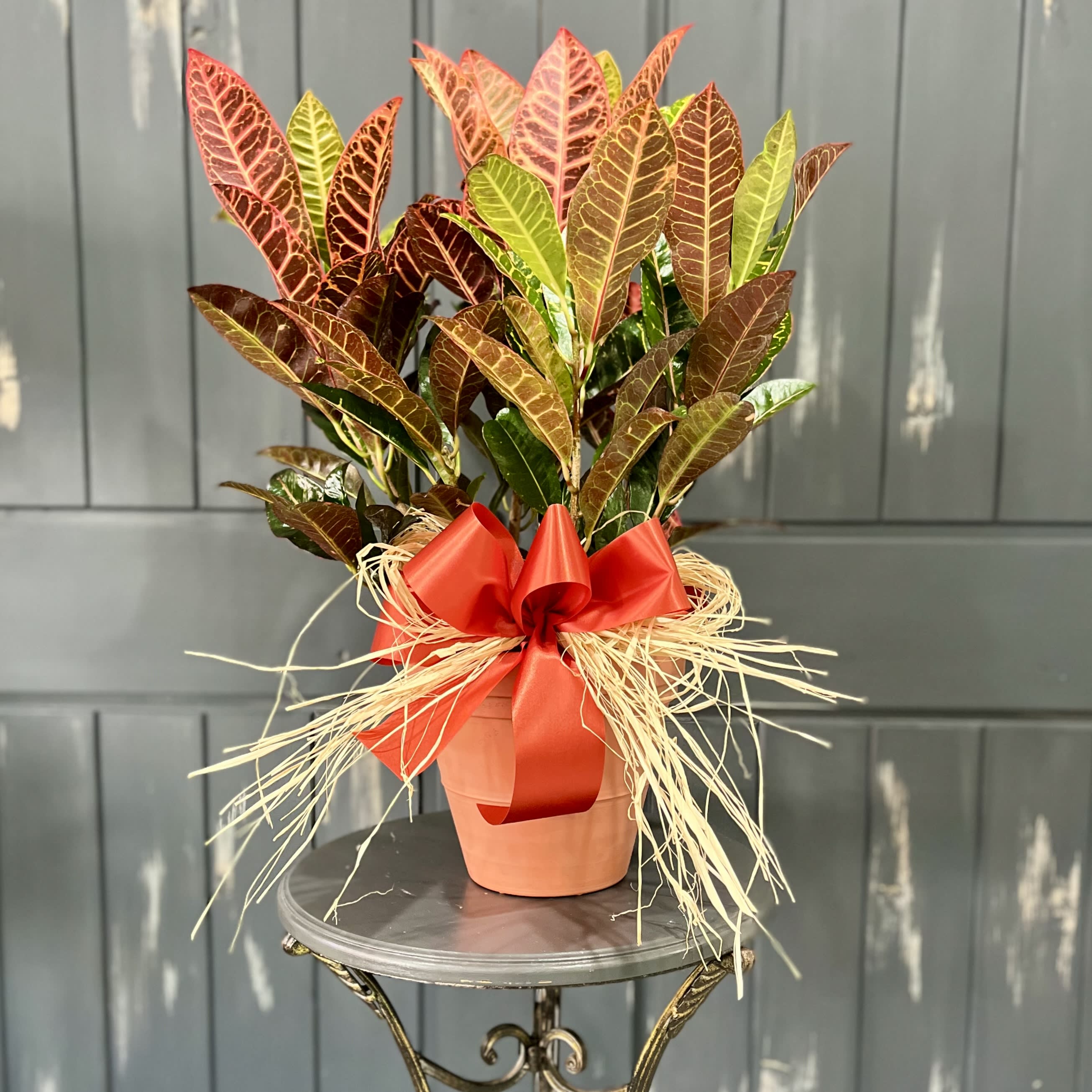 Colorful Croton