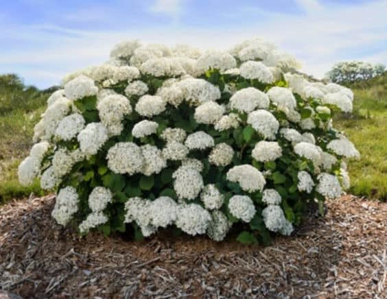 Hydrangea, Flowerfull