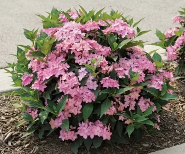 Hydrangea, Lets Dance Can Do