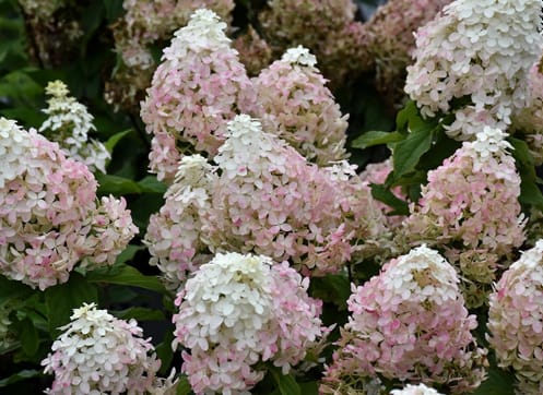 Hydrangea, Quick Fire Fab