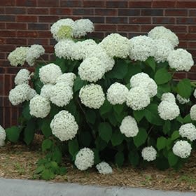 Hydrangea, Incrediball