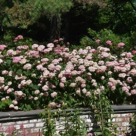 Hydrangea, Invincibelle Spirit