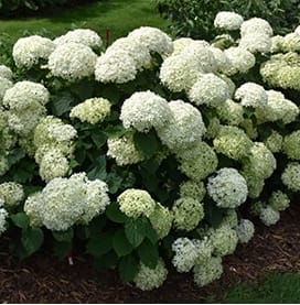 Hydrangea, Limetta