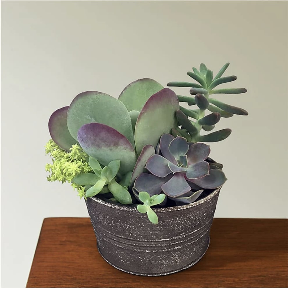 Lovely Little Succulent Garden Flower Bouquet