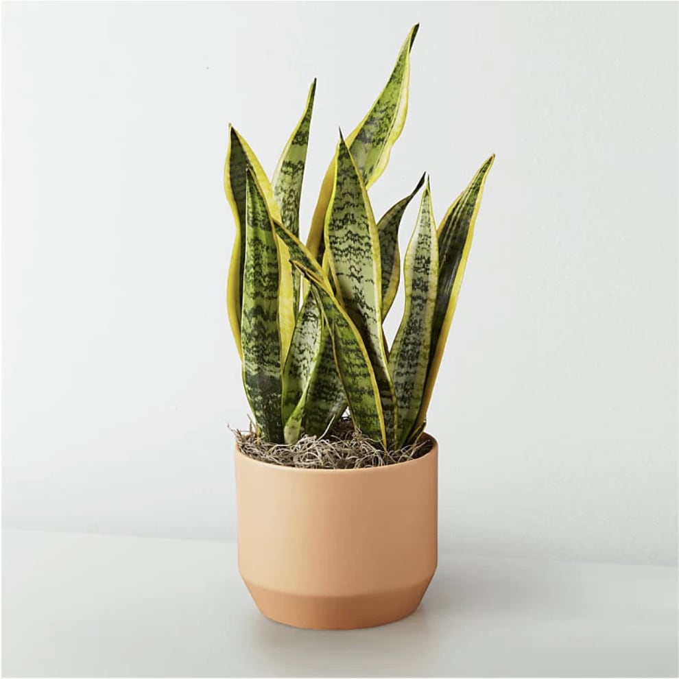 Snake Plant Flower Bouquet