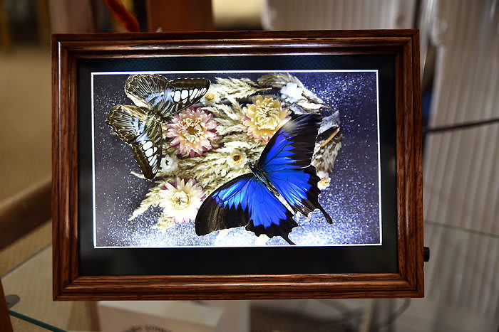 Nature Lights Butterflies & Blooms