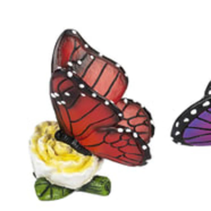 January Butterfly of the Month