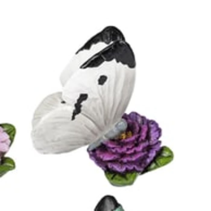 April Butterfly of the Month