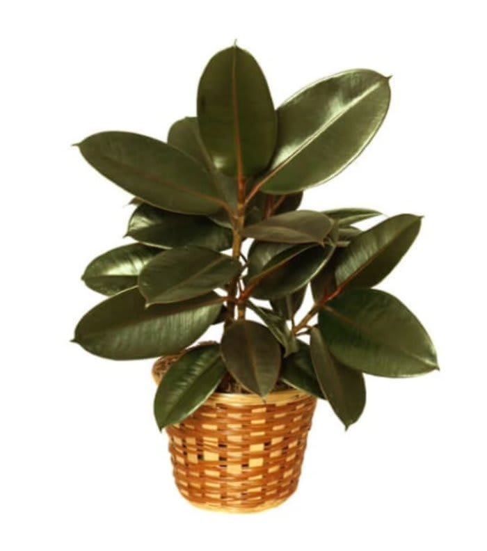 Tabletop Rubber Tree Flower Bouquet