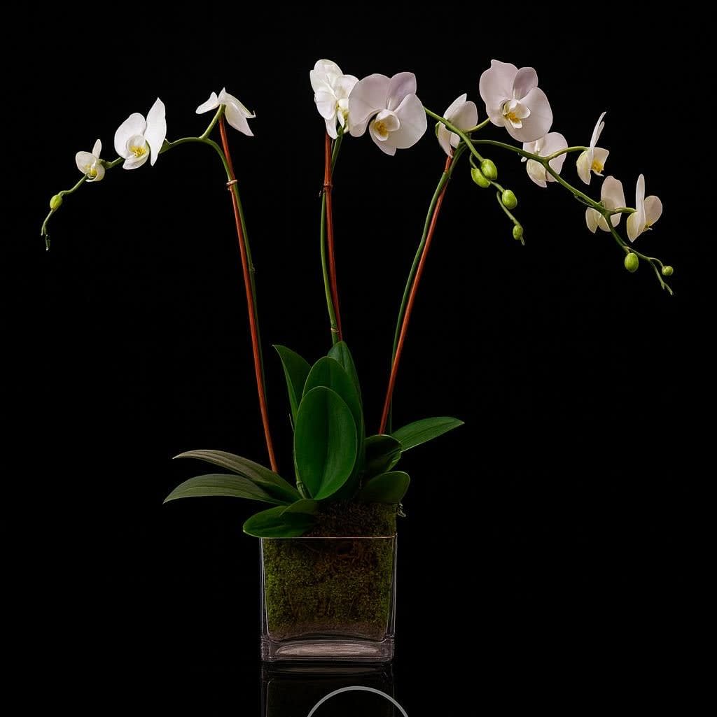 White Triple Orchid in Glass