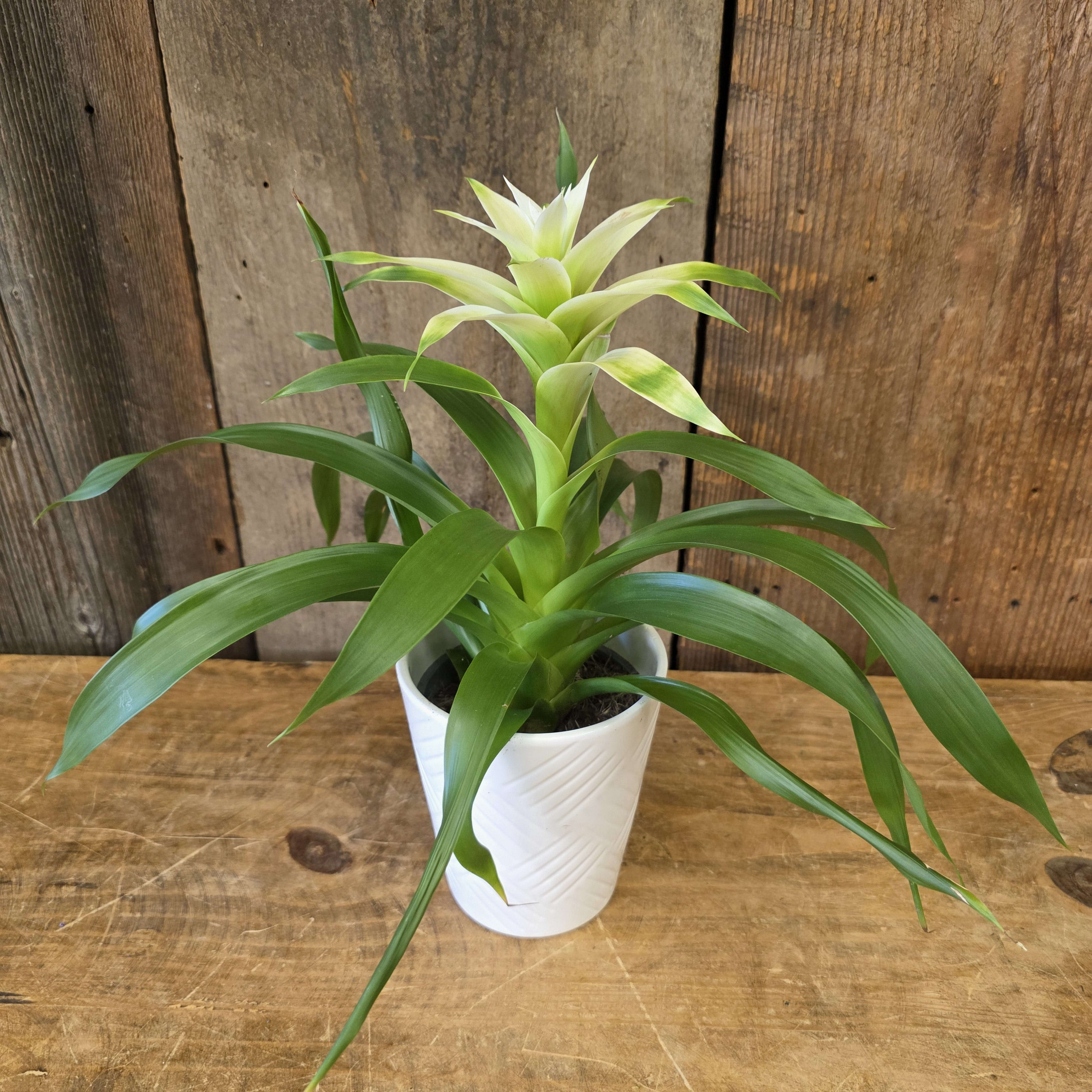 Bromeliad White
