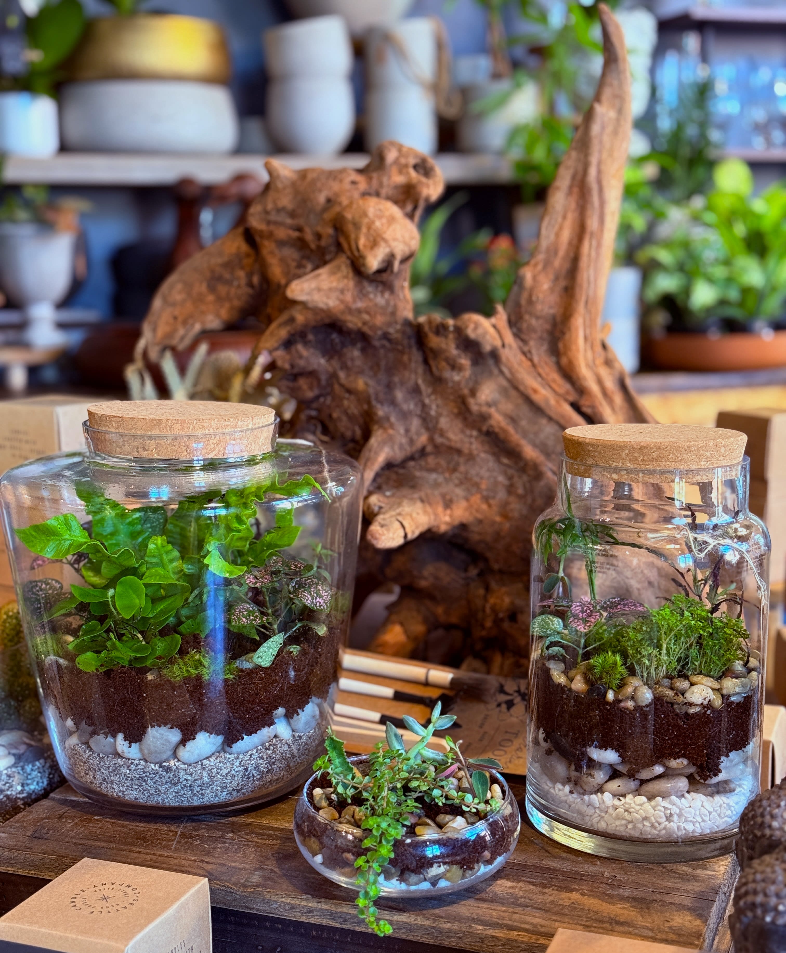 Plant Terrarium
