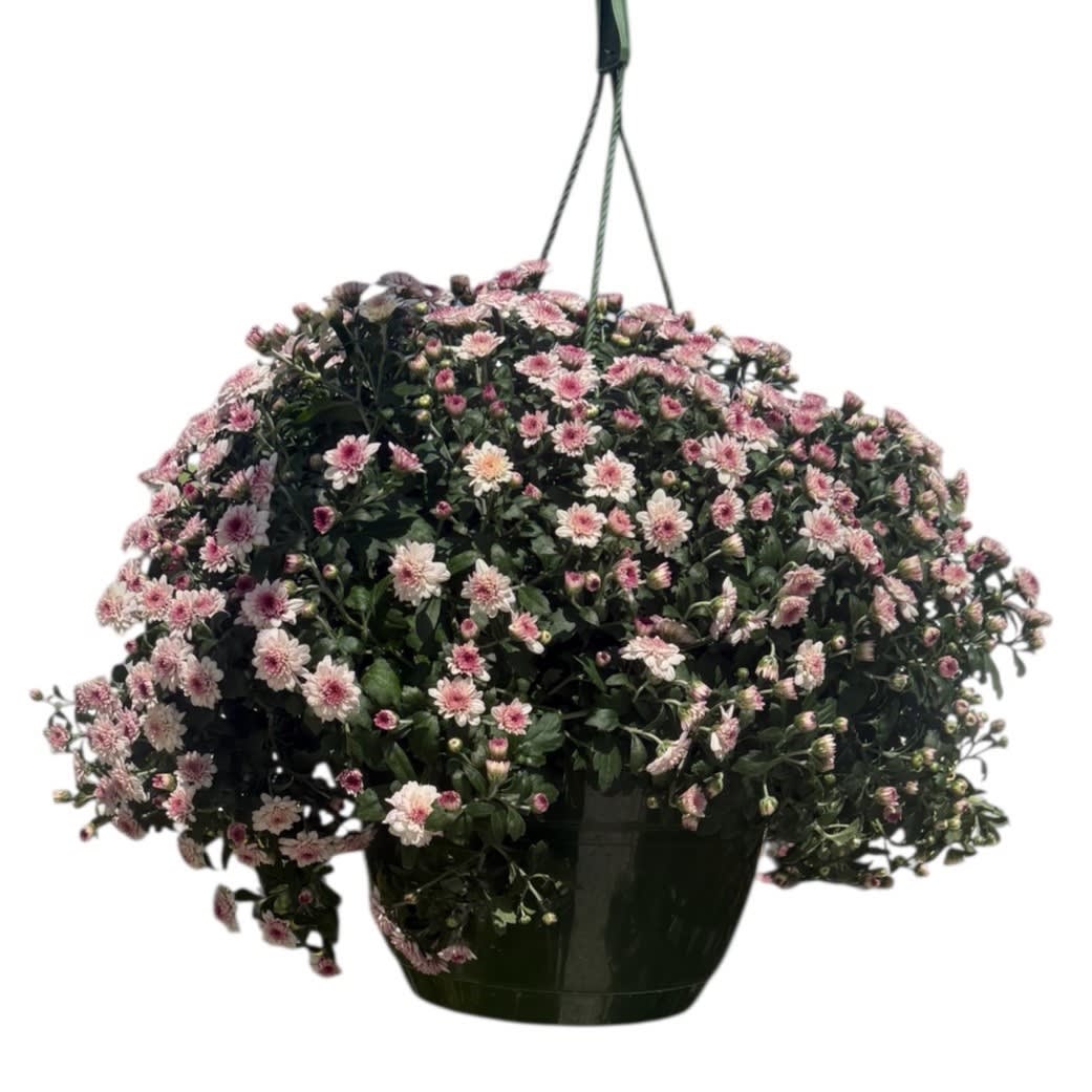 Mum in 10" Hanging Basket Flower Bouquet