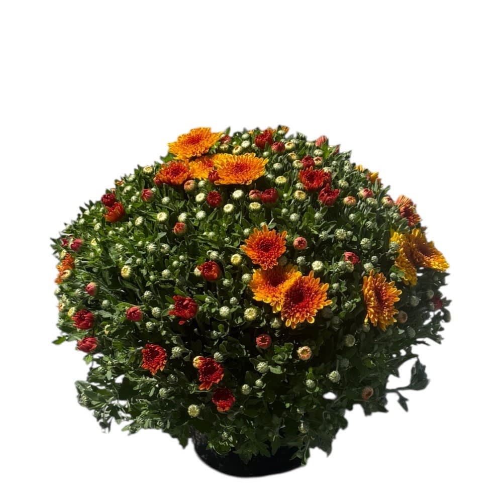 Medium 9" Mum Flower Bouquet
