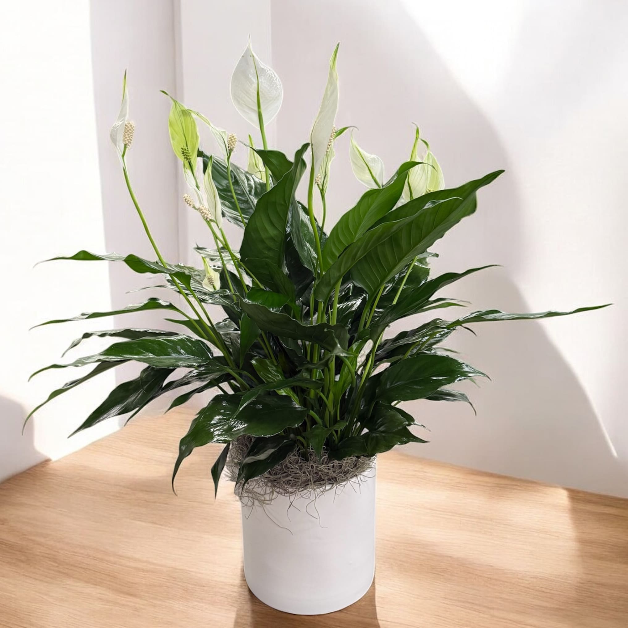 Peace Lily (spathiphyllum)