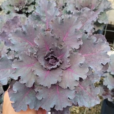Ornamental Cabbage