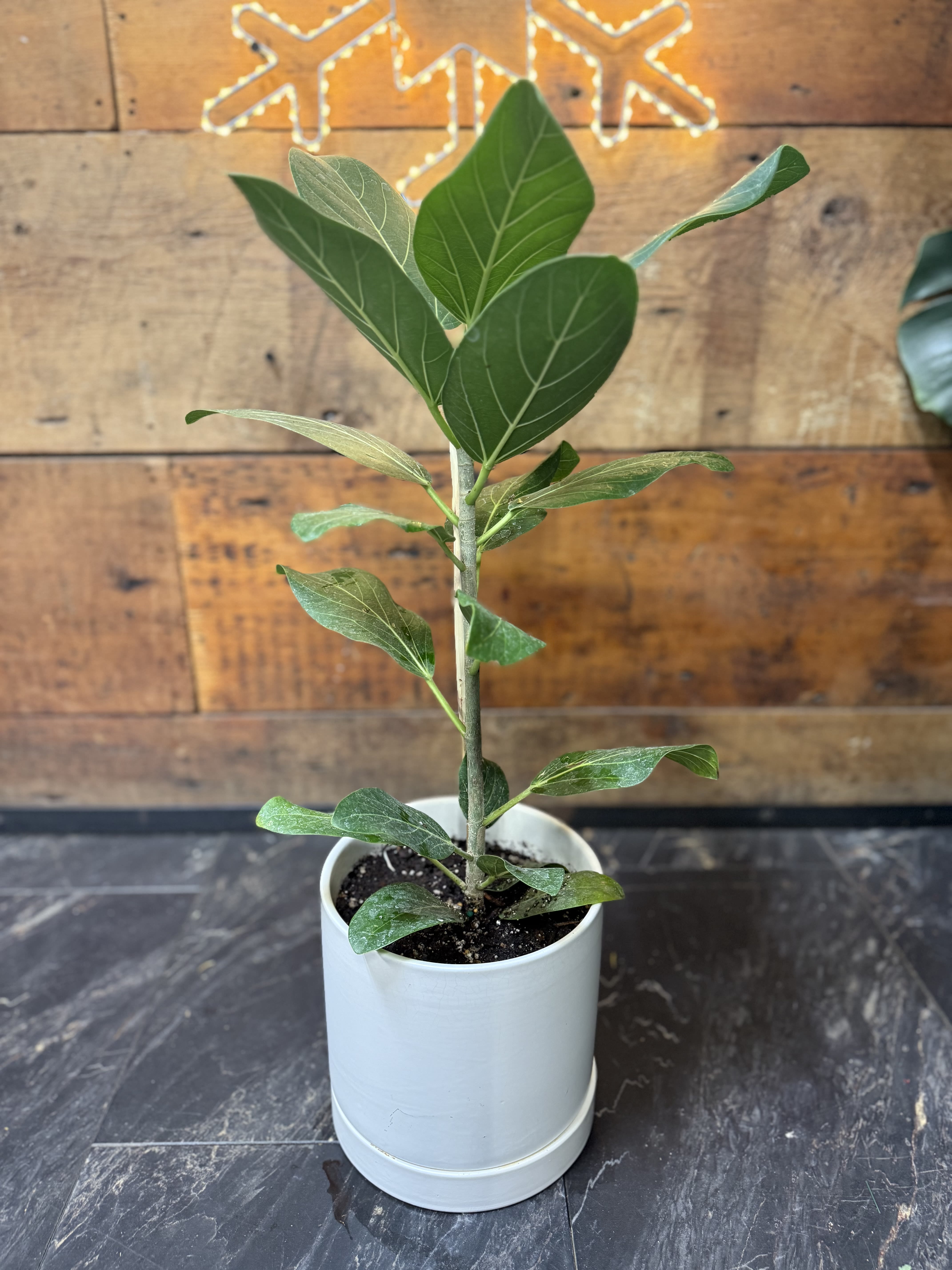 Ficus Audrey Plant