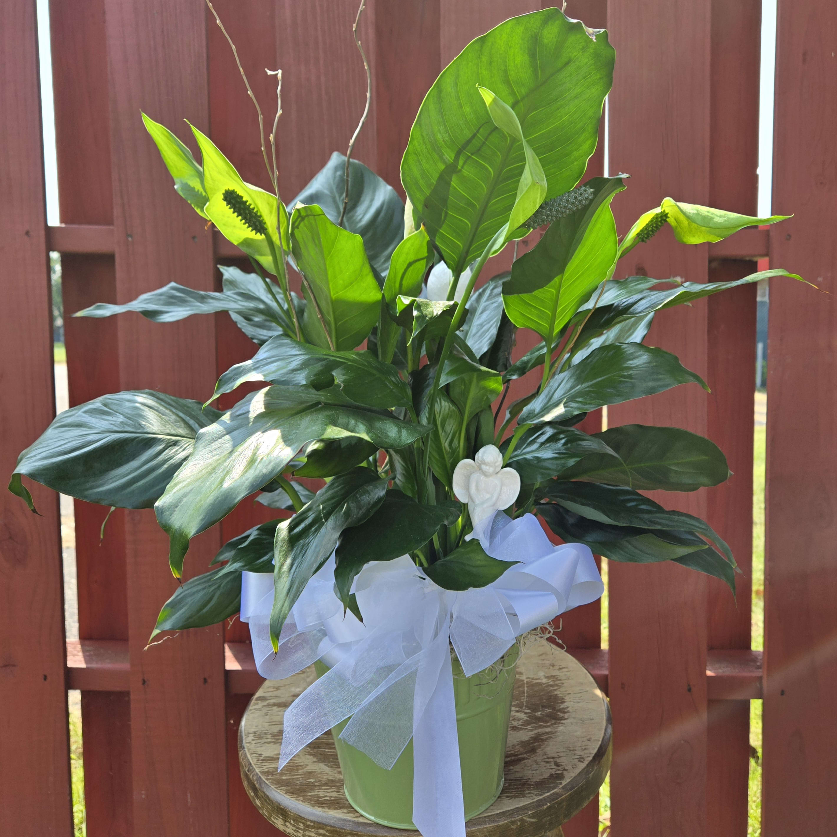 Sympathy 6in Peace Lily