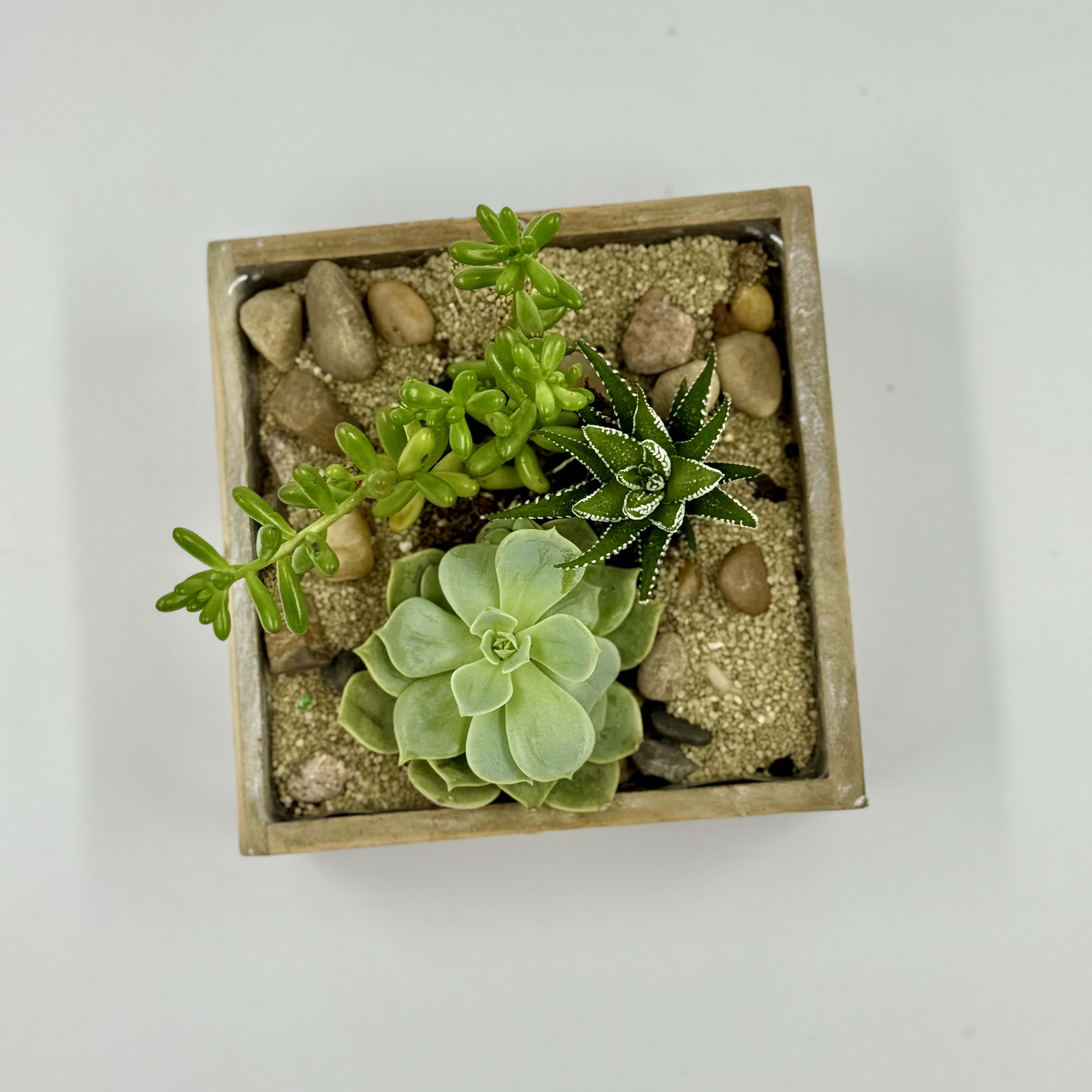 Rustic Succulent Garden