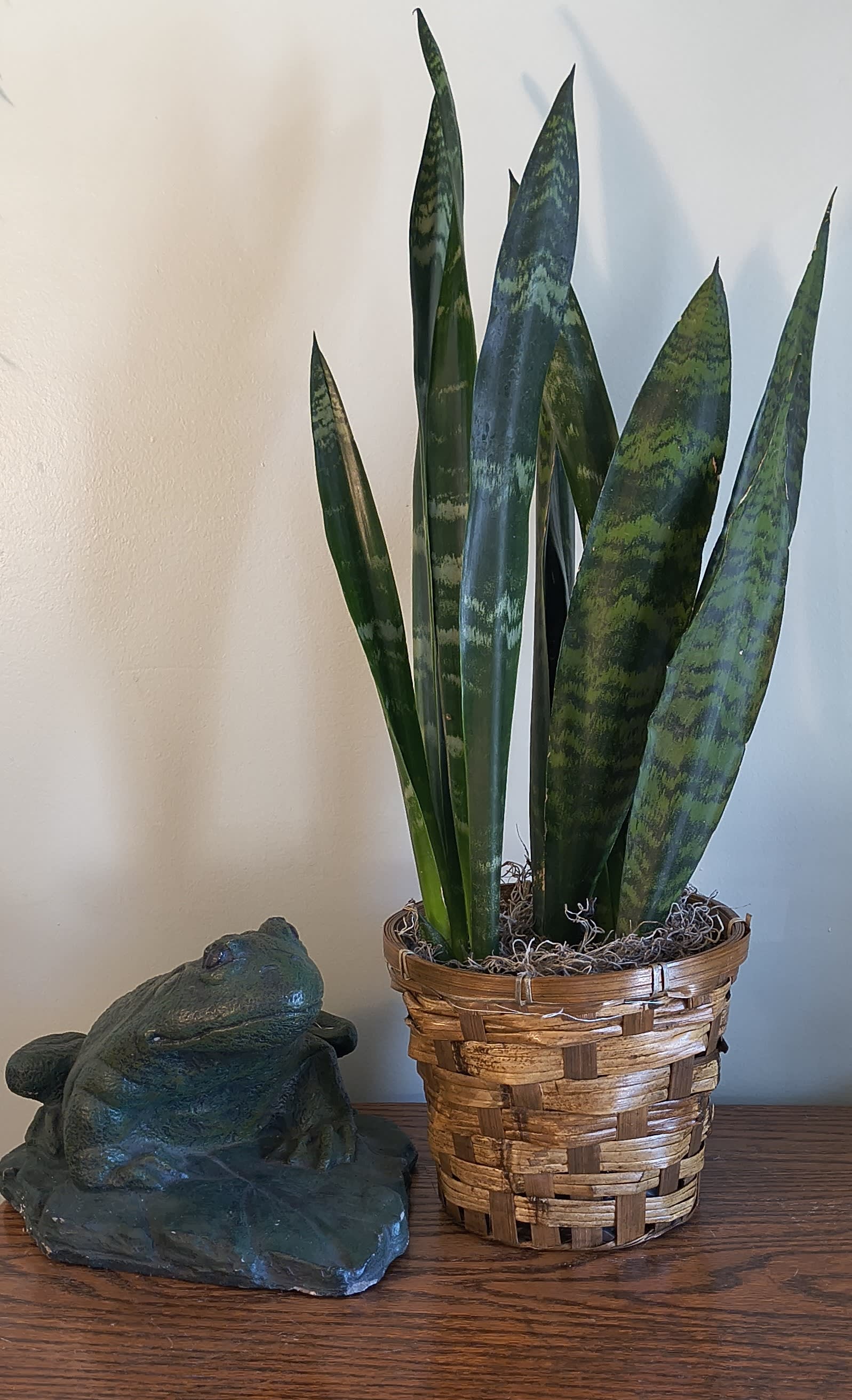 Dracaena Trifasciata Snake Plant