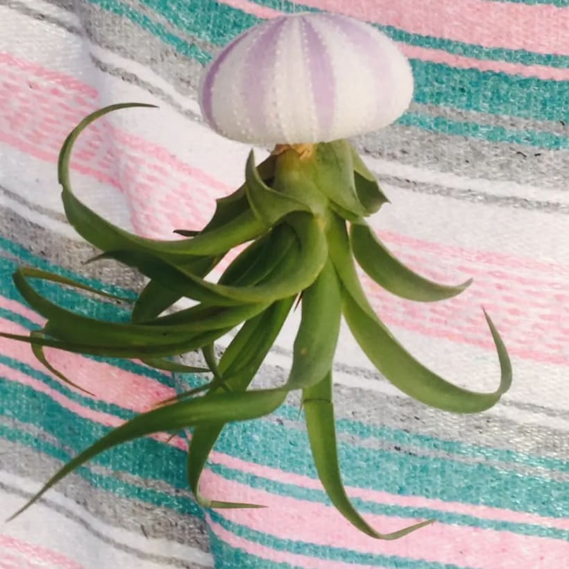 Jellyfish Air Plant | Purple Urchin