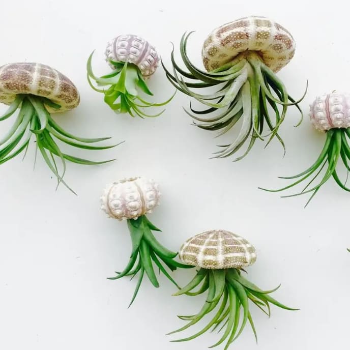 Hanging Jellyfish Air Plants